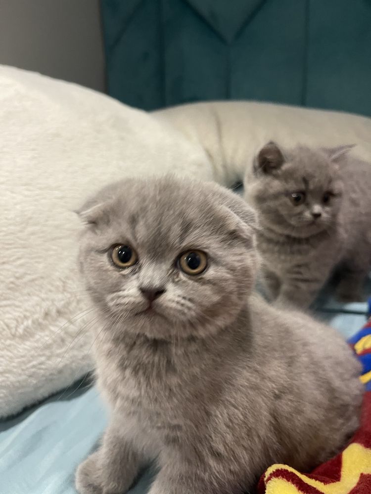 Кошенята шотланські