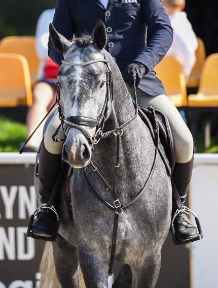 6 letni siwy wałach Holsztyński (Calico x Cassini I)