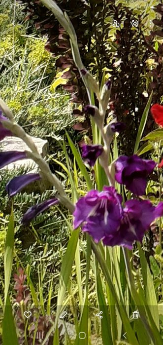 Луковицы гладиолусов