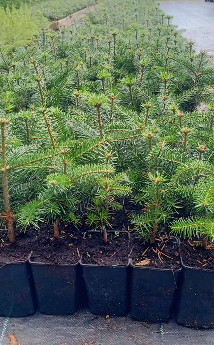 Jodła Kaukaska sadzonka doniczka 0,8L