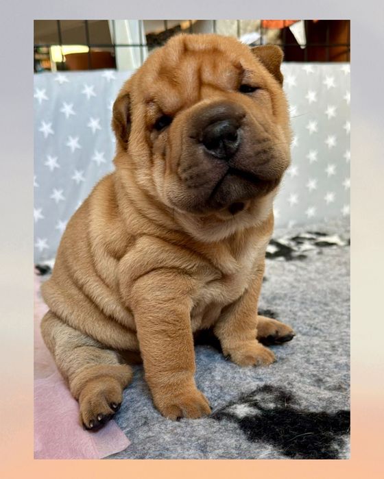 Shar pei szczenię z rodowodem ZKWP FCI