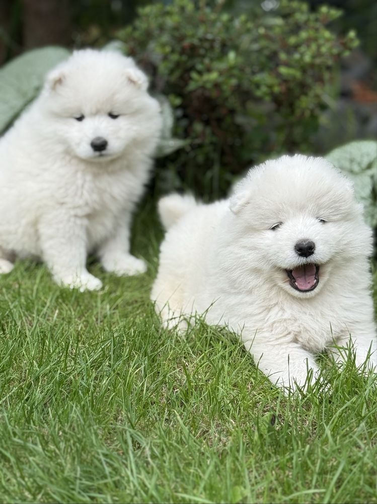 Samoyed Samojed rezerwacja
