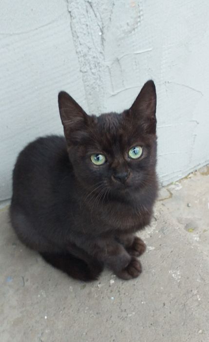 Котята бесплатно