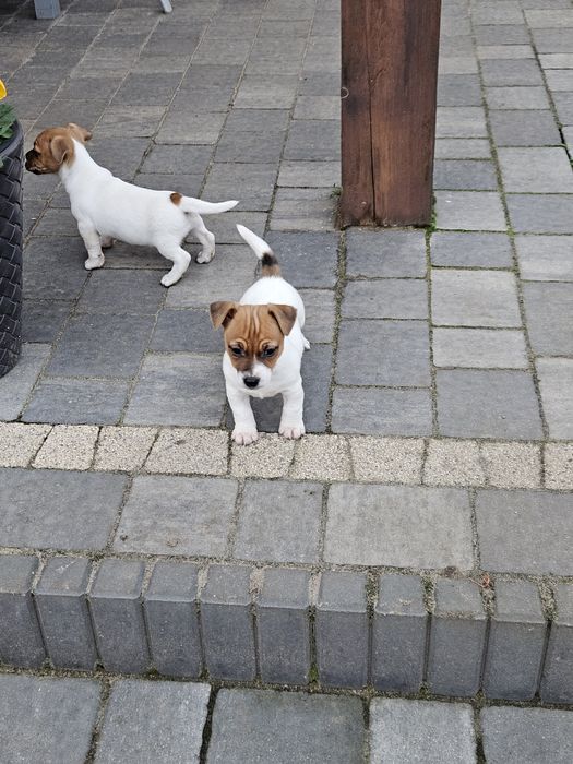 Jack russell terrier