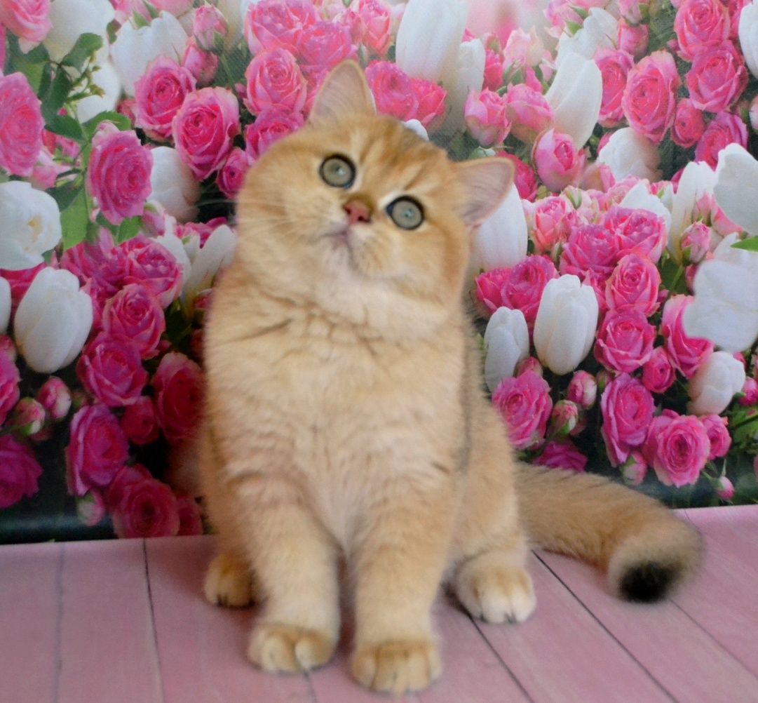Золотой британский шиншилла