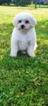 Maltipoo - piękny piesek!
