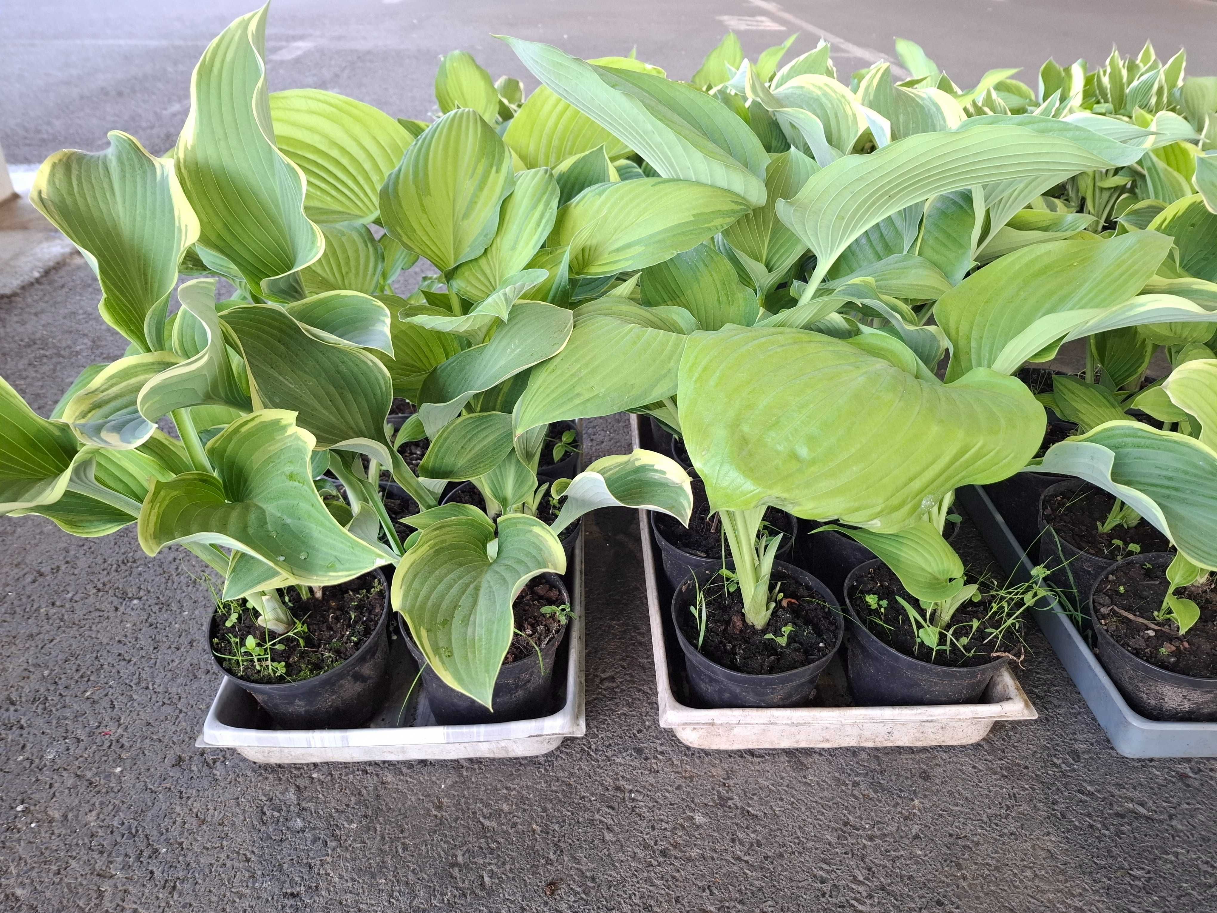 Funkia, Hosta różne rodzaje, hortensja ogrodowa i bukietowa.