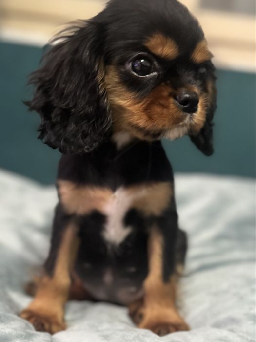 Cavailer king charles suczka do odbioru