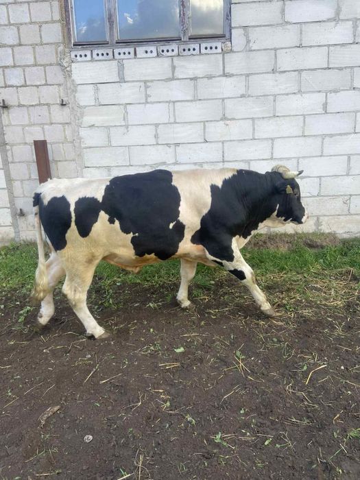 Byk HF – do hodowli lub rozpłodu