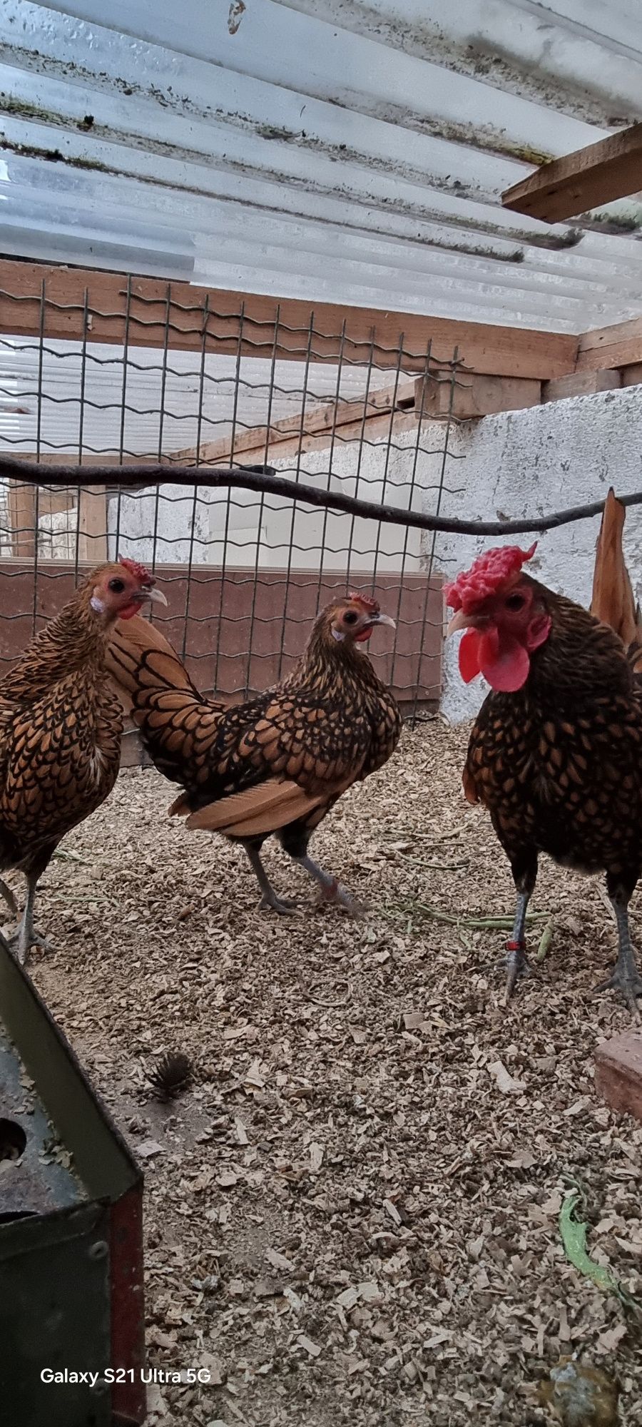 Ovos Sebright Dourada