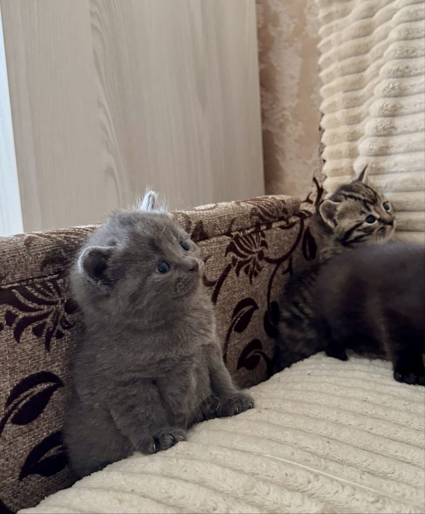 Кошенята шотландської прямовухої кішки