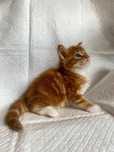 Maine Coon kocurek