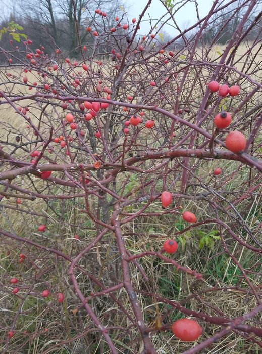 Owoce dzikiej róży zdrowe dojrzałe 4 kg