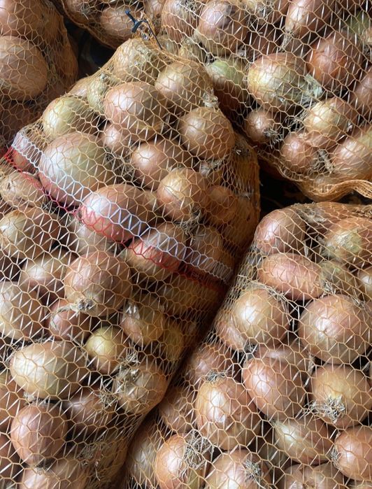Cebula odmiana meranto luz