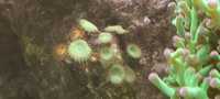 Zoa Protopalythoa Green koralowiec