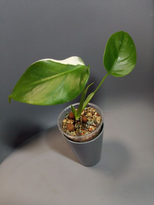 Monstera Variegata*2
