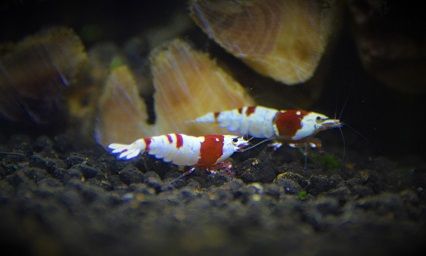 Caridina e Neocaridina PROMO