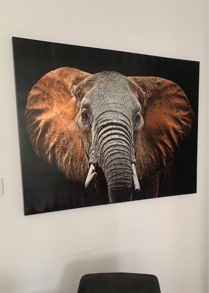 Obraz Canvas Elephant 85x113 cm
