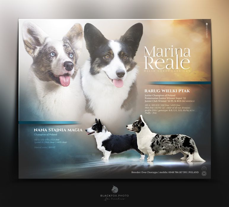 Welsh Corgi Cardigan FCI Zapowiedź miotu