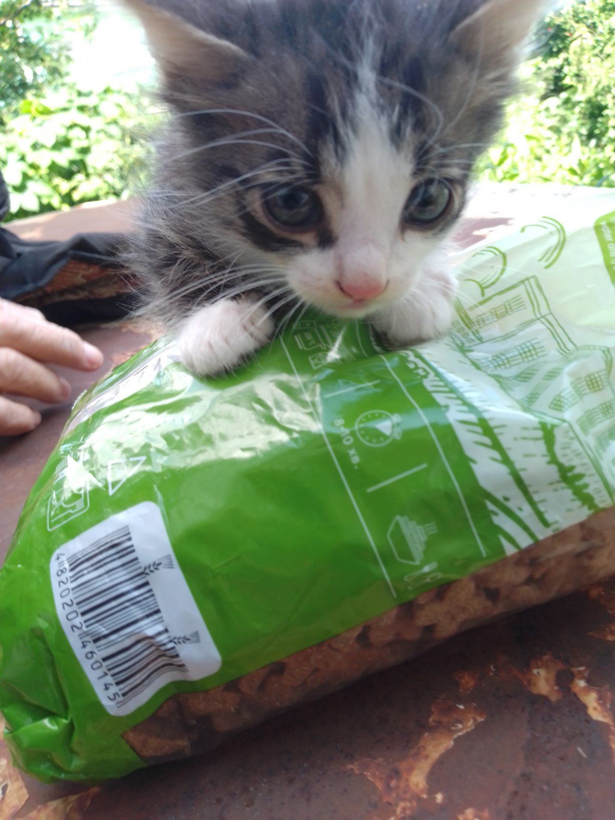 Котики хлопці шукають родину та дім