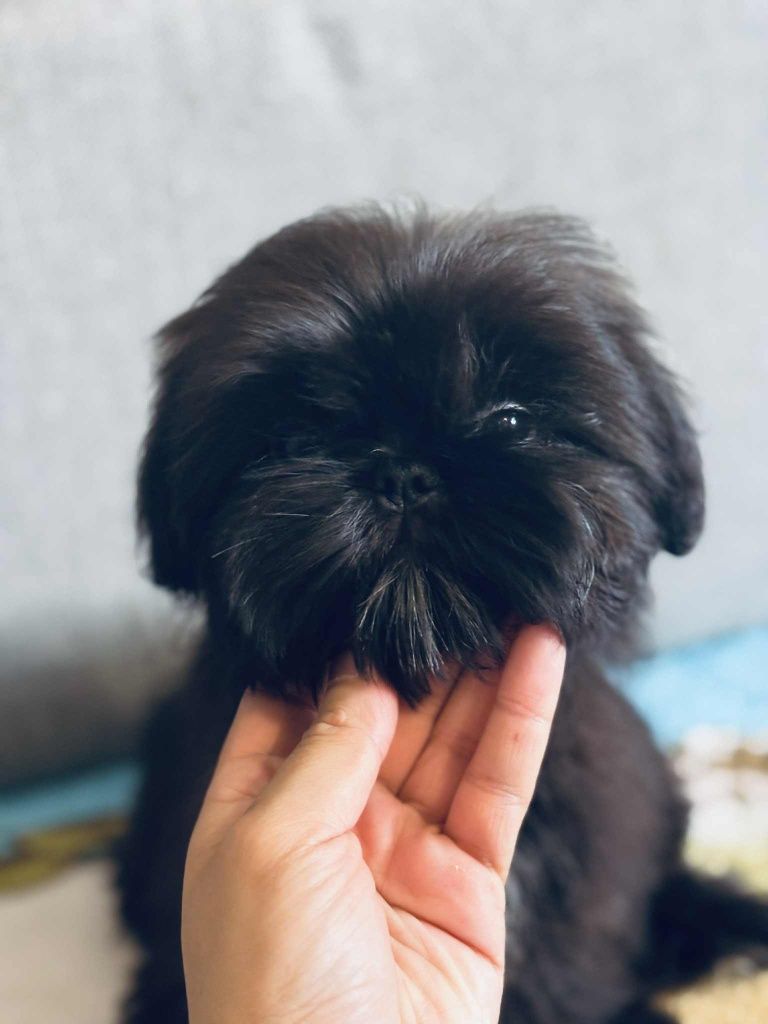 Piesek Apollo 9 tyg  Shih tzu Zkwp FCI