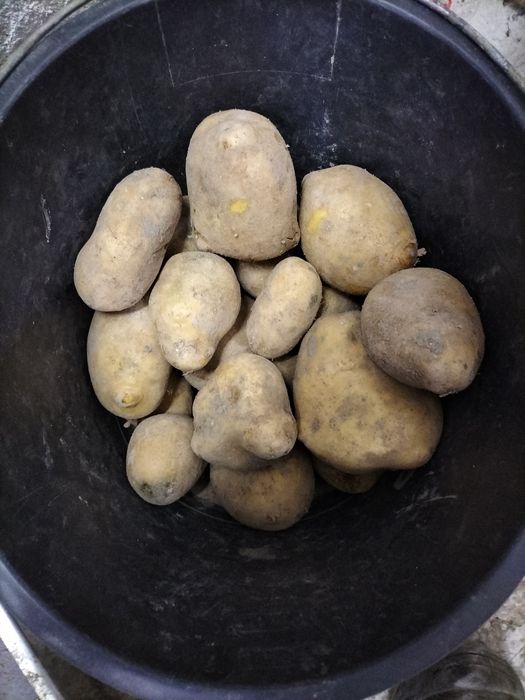 Ziemniaki sadzeniaki Soraya