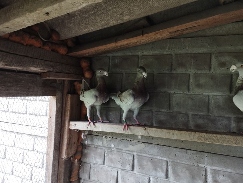 Gołębie niemiecki wystawowy samiec/samica