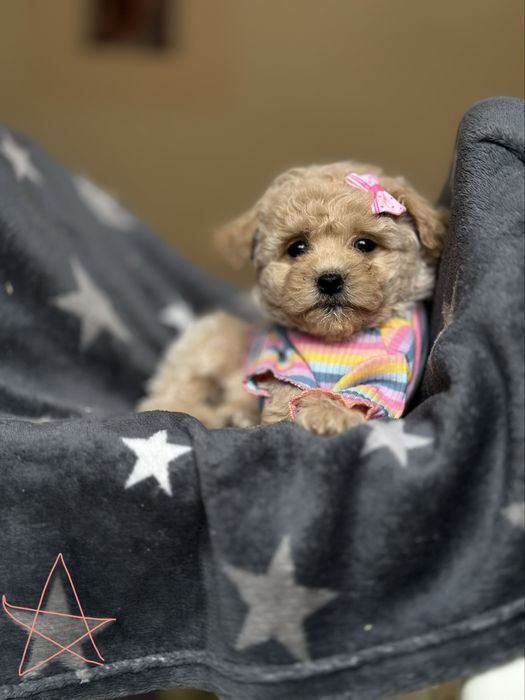 Мальтипу радість у ваш дім! Мальтиппу мальтіпу