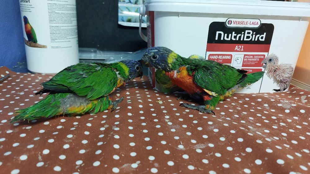 Loris molucanos para criar á mão a 2 papas