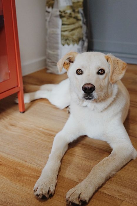 Cudowny Aki szuka domu