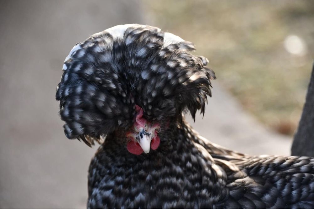 Jajka lęgowe mix  wyandotte czubatka staropolska marans barnevelder