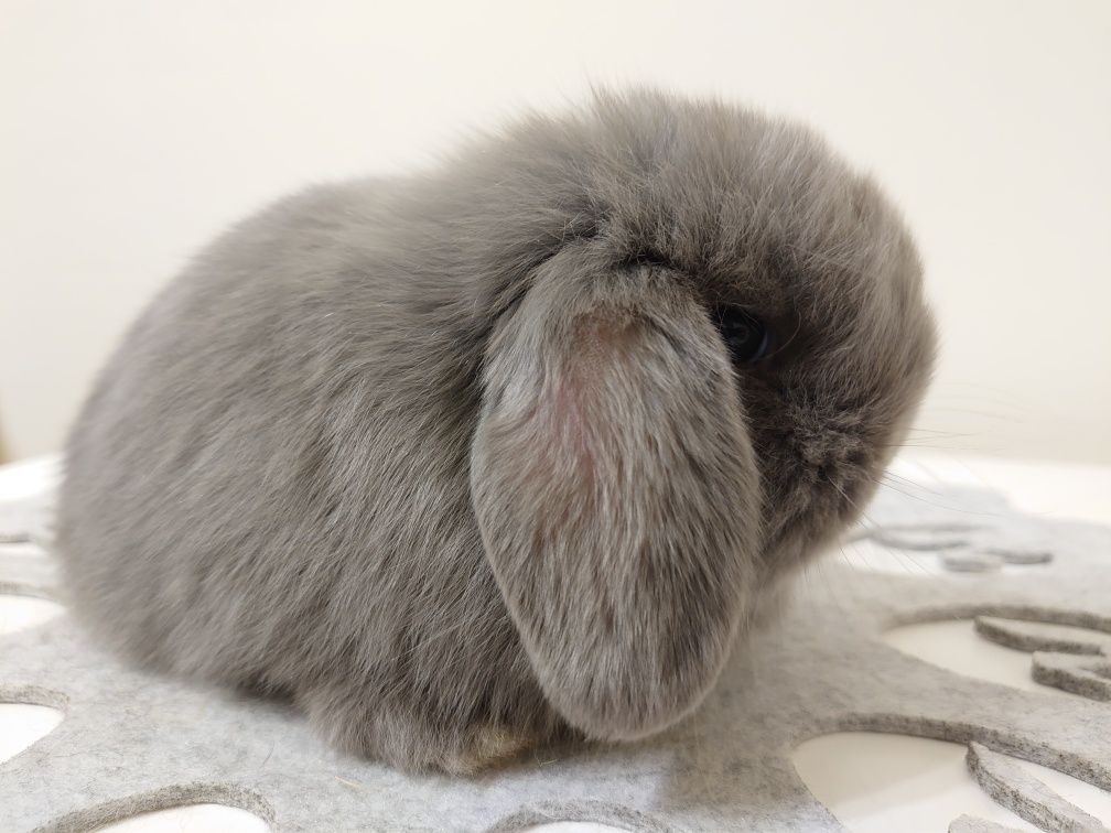 Królik Mini -Lop