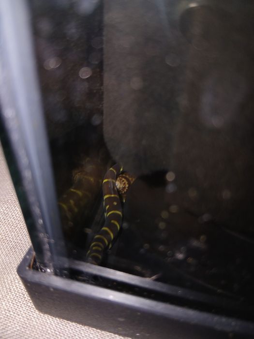 Cobrinha kuhli Adulta