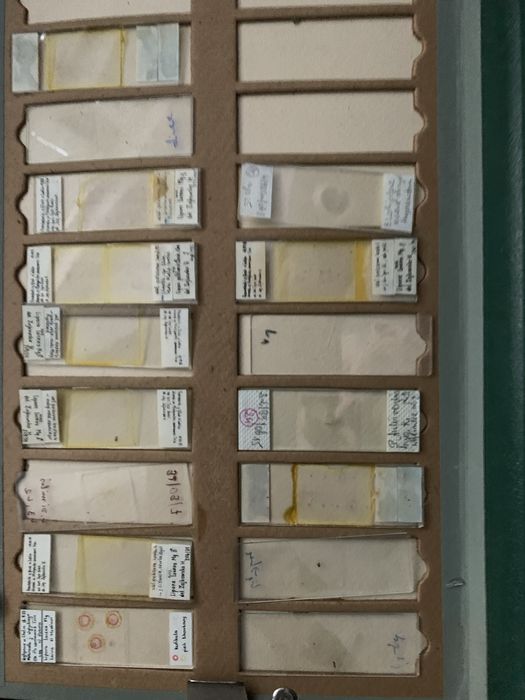 Preparaty mikroskopowe owady 12 sztuk