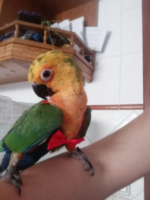 Pet-sitting 24h/7- Castelo Branco