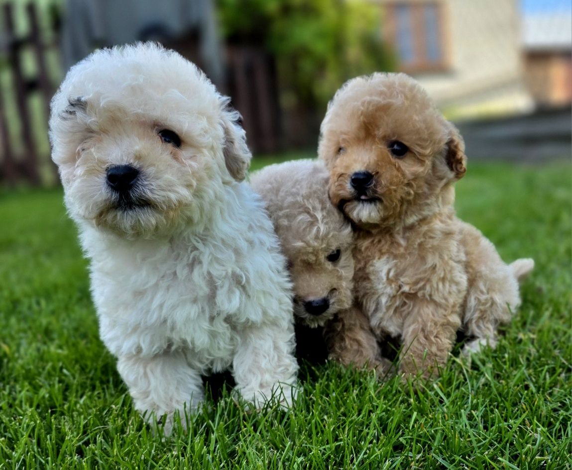Bichpoo maltipoo  super puszty lok f1 piesek