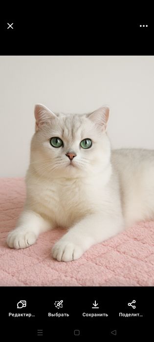 Шикарная кошка золотая шиншилла-голубое золото ay11