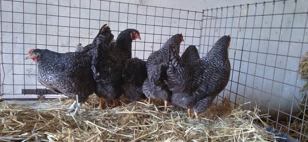 Kury Nioski Rosa 24 tygodnie. Wysyłamy! 1