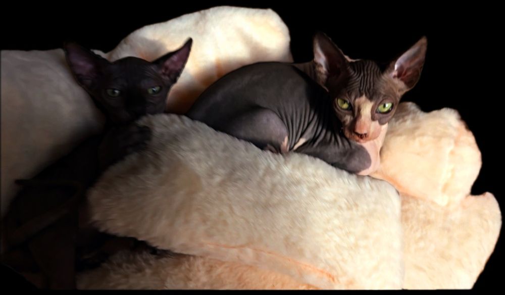 Kot sfinks przepiękny przekochany kocurek grzeczniutki