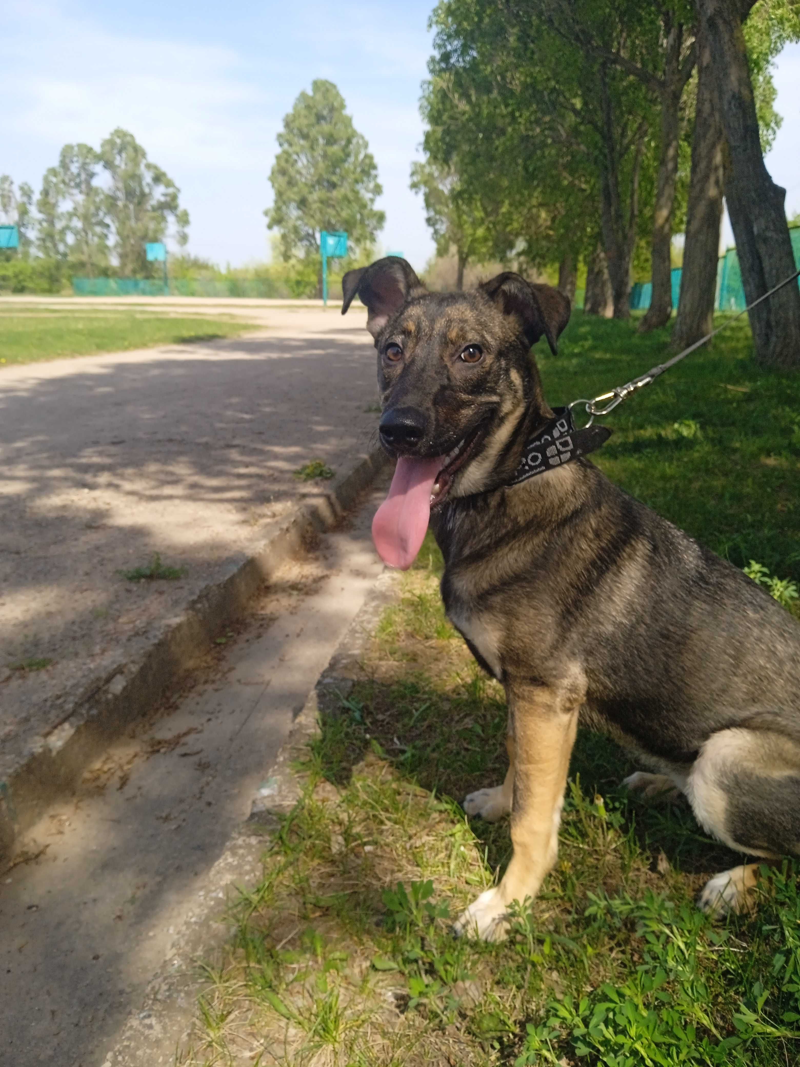 Срочно собаку в добрые руки