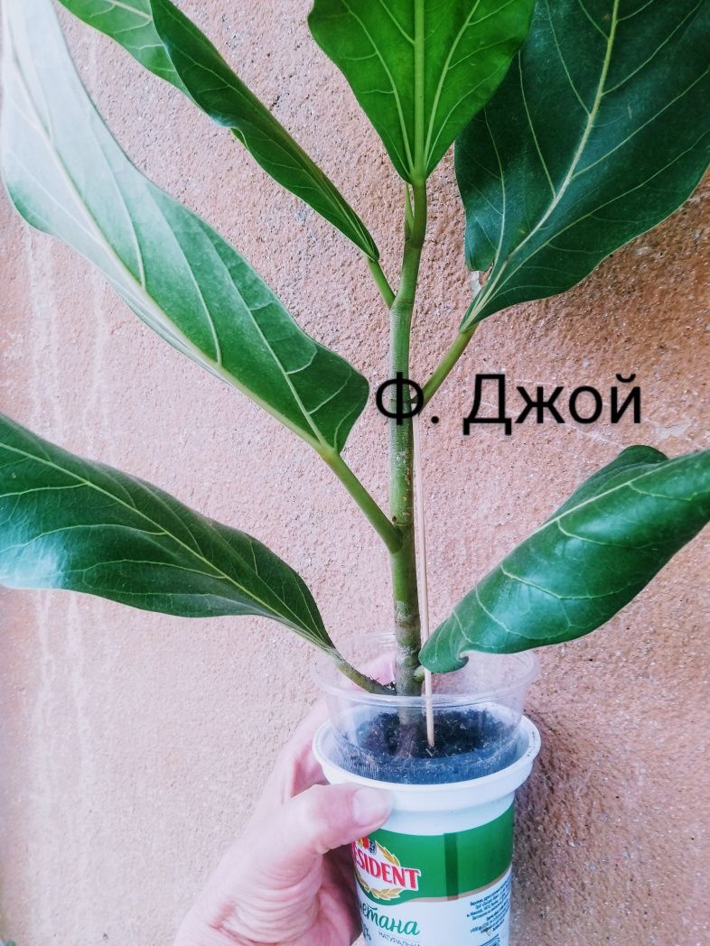 Фикусы Альтиссима Тигр Джой Одри