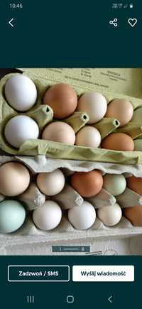 Jaja lęgowe różnych ras