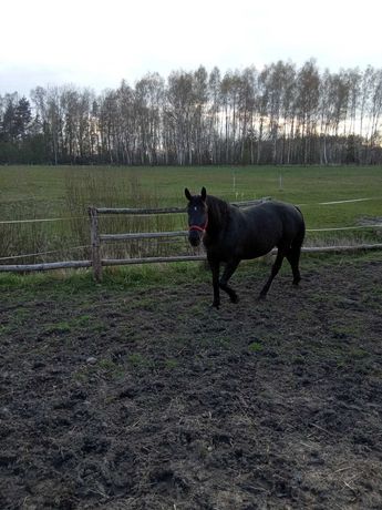 Sprzedam klacz - polski koń szlachetny półkrwi