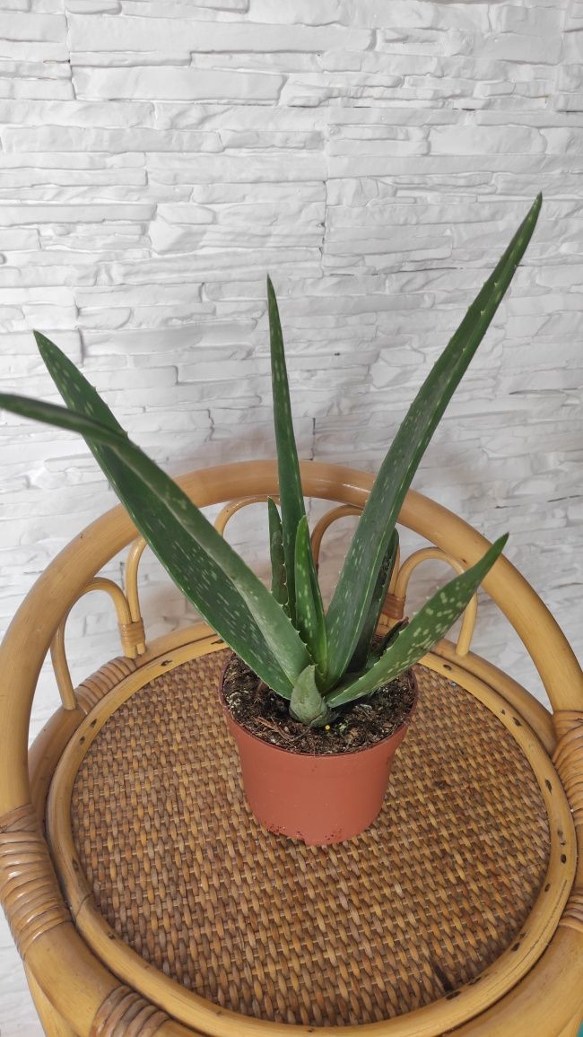 Aloes /Aloe vera