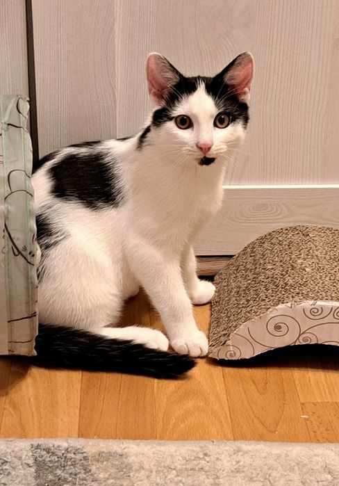 Małgosia szuka kochającego domu