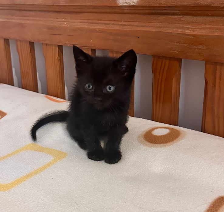 Scottish straight macho