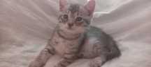 Кошеня хлопчик 1,5 місяці