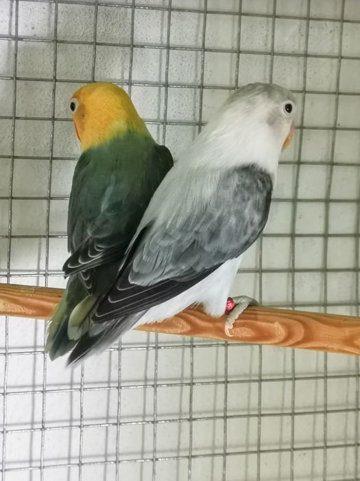 Fisheri opalino slaty turquesa