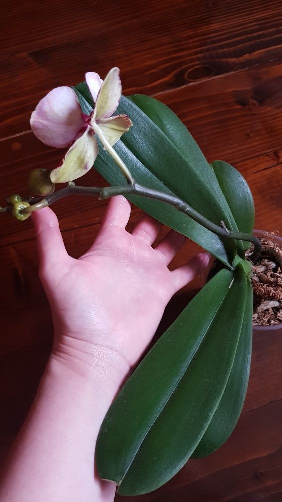 Продам орхідею квітучу метелик повна мутація Ох Luna Rosa