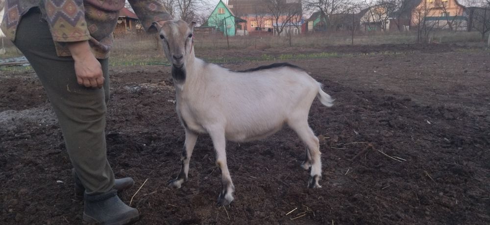 Козел ламанч суслік для спарювання кіз